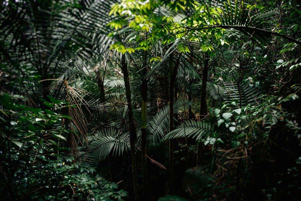 009 fidel castro versteck sierra maestra - Tracing Fidel Castro’s Path in the Sierra Maestra