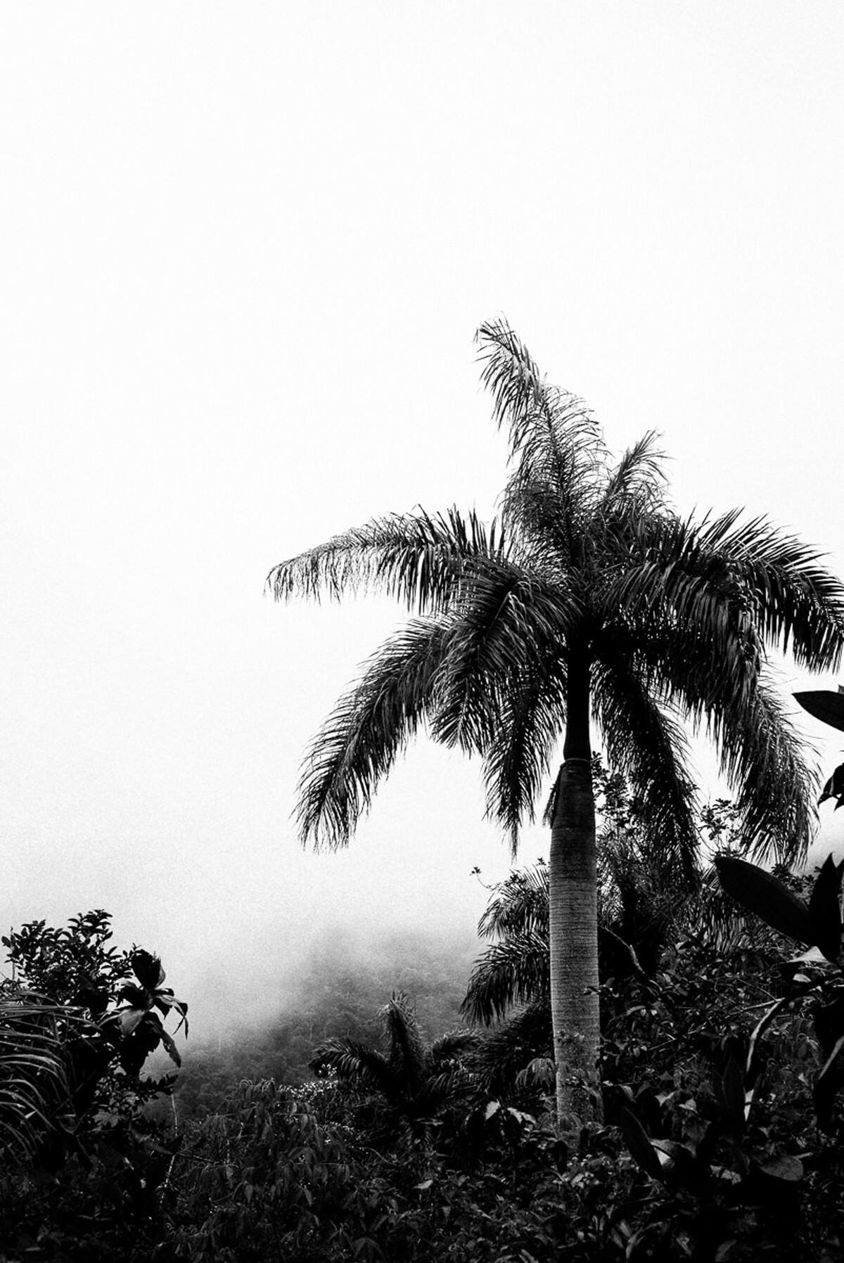 013 fidel castro versteck sierra maestra - Tracing Fidel Castro’s Path in the Sierra Maestra