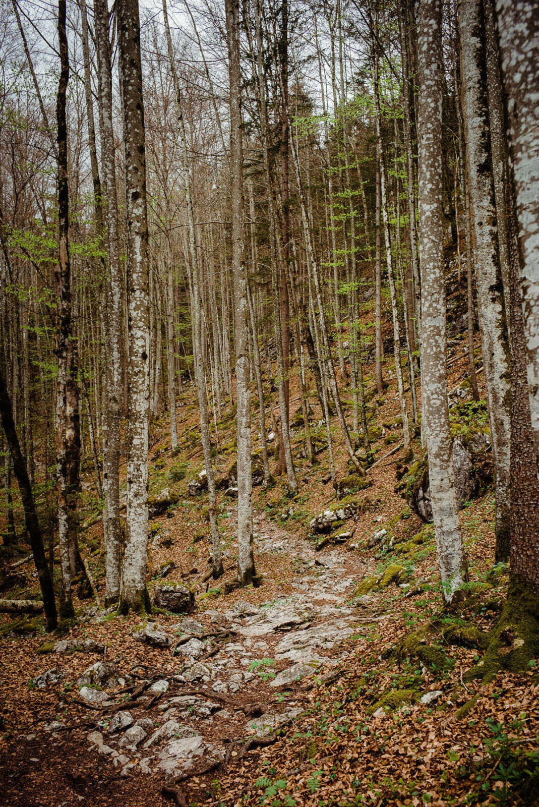 015 koenigssee wanderung aussichtspunkt - Hiking at Königssee