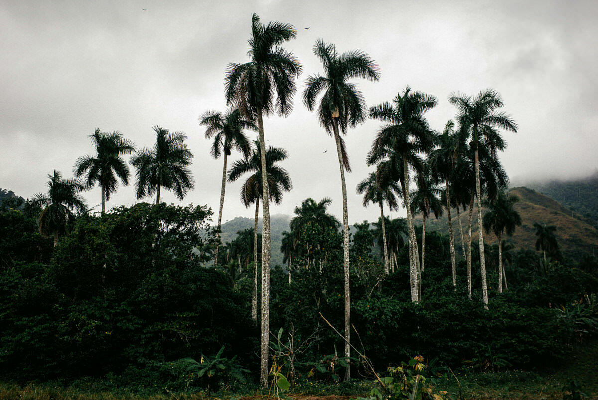 023 cienfuegos fidel castro vinales - Cienfuegos, Old Coffee Fincas near Las Terrazas, and Viñales 023 cienfuegos fidel castro vinales - Cienfuegos, Old Coffee Fincas near Las Terrazas, and Viñales