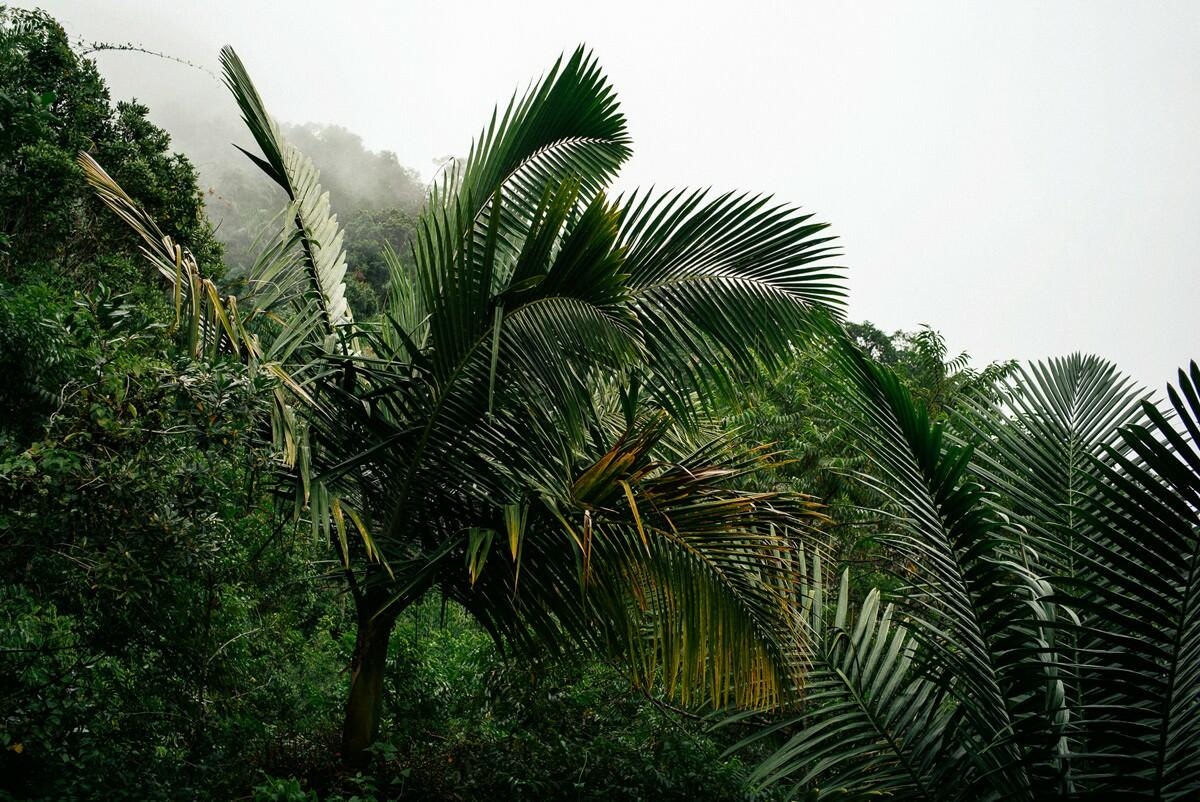 023 fidel castro versteck sierra maestra - Tracing Fidel Castro’s Path in the Sierra Maestra