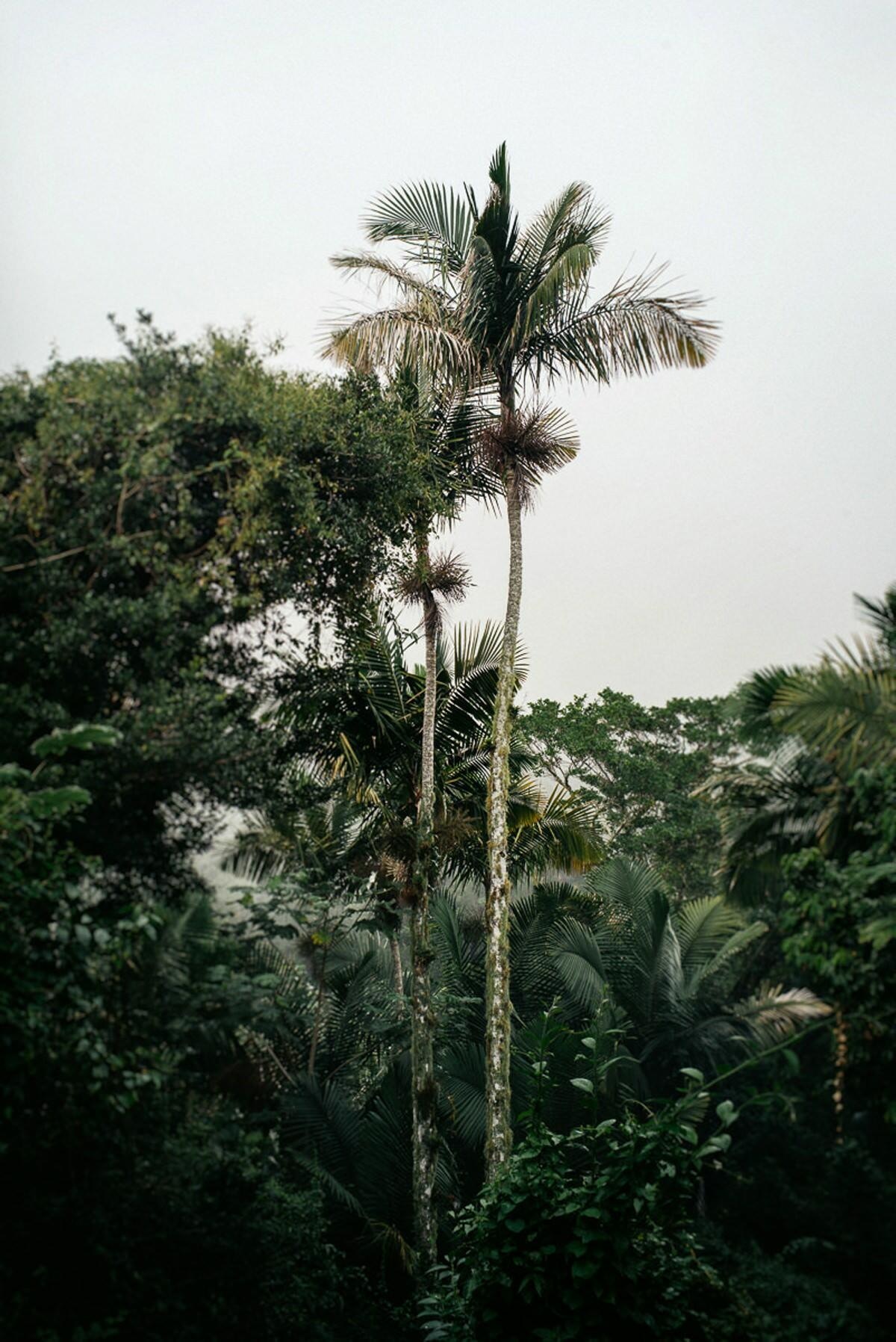 028 fidel castro versteck sierra maestra - Tracing Fidel Castro’s Path in the Sierra Maestra