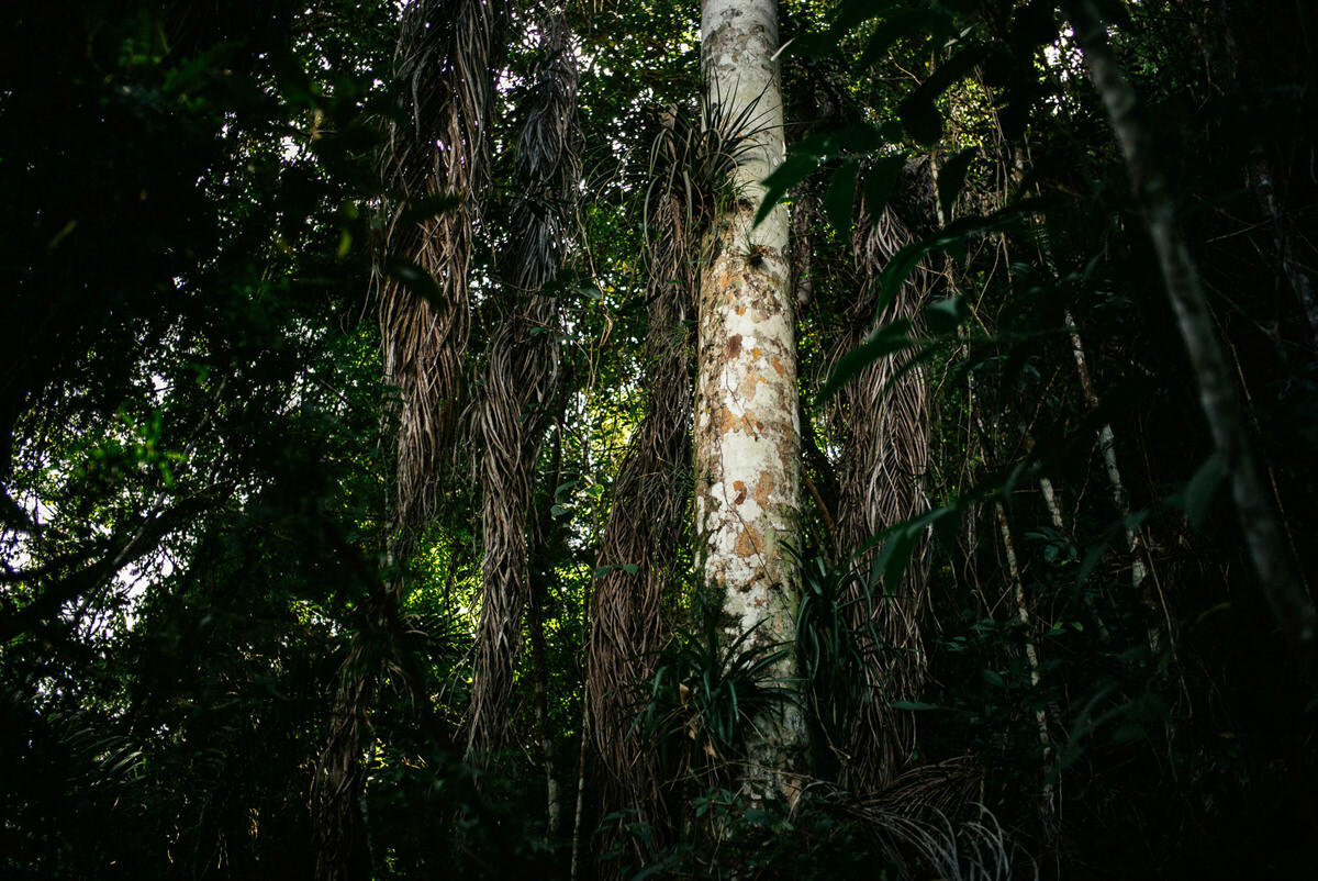 028 trinidad Parque Natural Topes de Collantes - From Trinidad to Salto del Caburní Waterfall (Topes de Collantes)