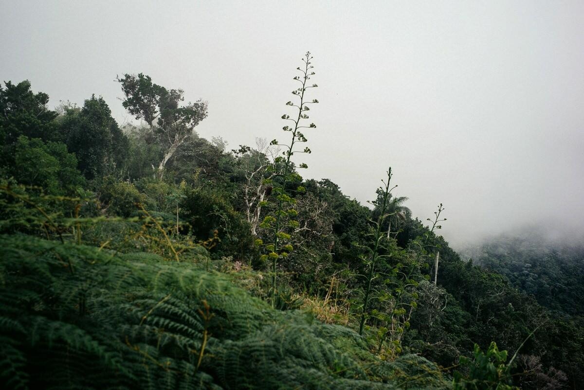 029 fidel castro versteck sierra maestra - Tracing Fidel Castro’s Path in the Sierra Maestra