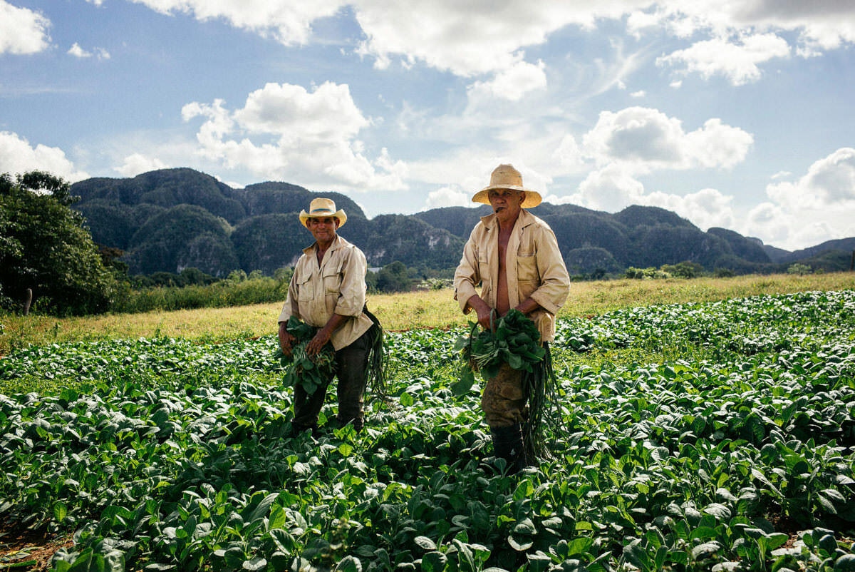 033 vinales tal kuba wanderung - Hiking through the Tobacco Fields in Viñales Valley 033 vinales tal kuba wanderung - Hiking through the Tobacco Fields in Viñales Valley