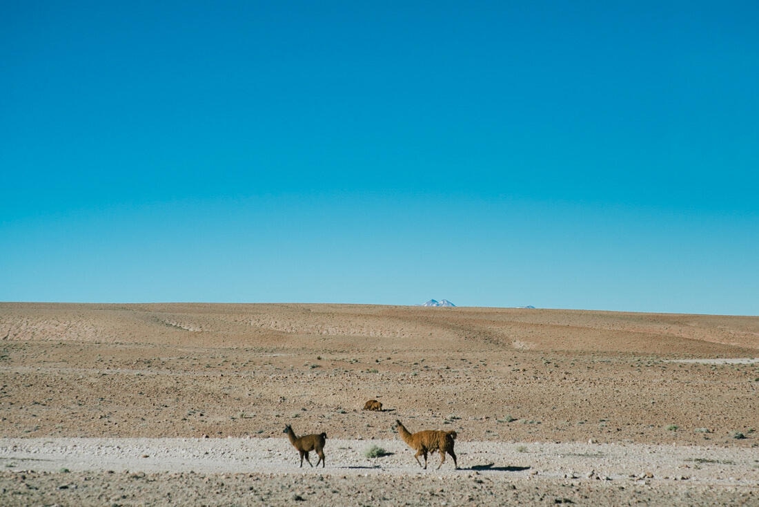 002 bolivia alti plano lago blanco 1 - Bolivia – Laguna Blanca and Sol de Mañana Geyser Field