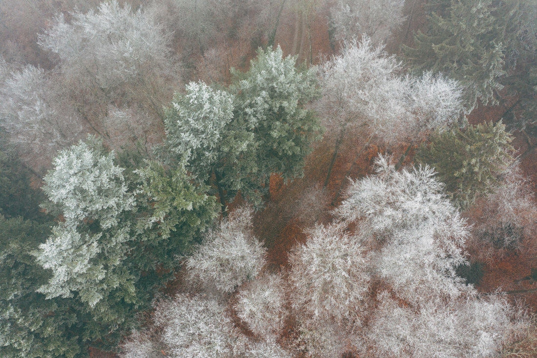 007 luftaufnahmen bodensee gefrorener wald 1 - Frozen Forest near Stein am Rhein 007 luftaufnahmen bodensee gefrorener wald 1 - Frozen Forest near Stein am Rhein