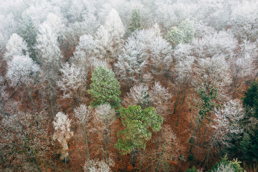 015 luftaufnahmen bodensee gefrorener wald 1 - Frozen Forest near Stein am Rhein 015 luftaufnahmen bodensee gefrorener wald 1 - Frozen Forest near Stein am Rhein