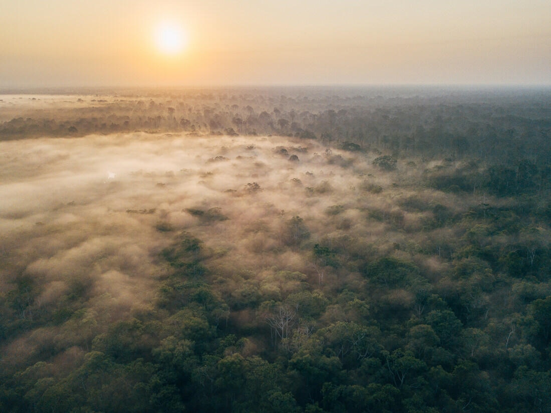 002 Borneo Orangutan Pangkalan Bun - Borneo – Orangutans in Tanjung Puting National Park