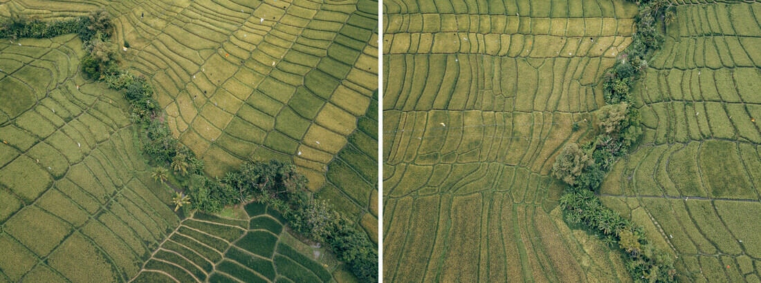 002 bali luftaufnahmen reisterrassen jatiluwih 1 - Bali - Luftaufnahmen Reisterrassen