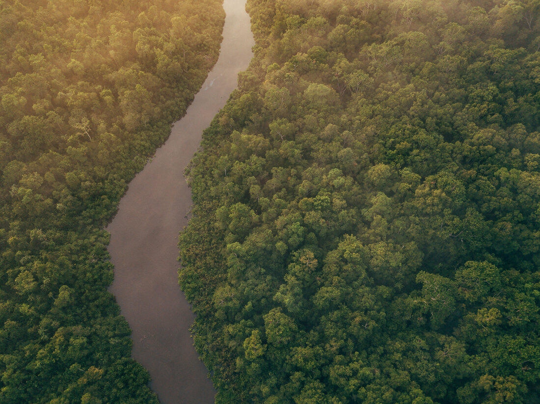 003 Borneo Orangutan Pangkalan Bun - Borneo – Orangutans in Tanjung Puting National Park