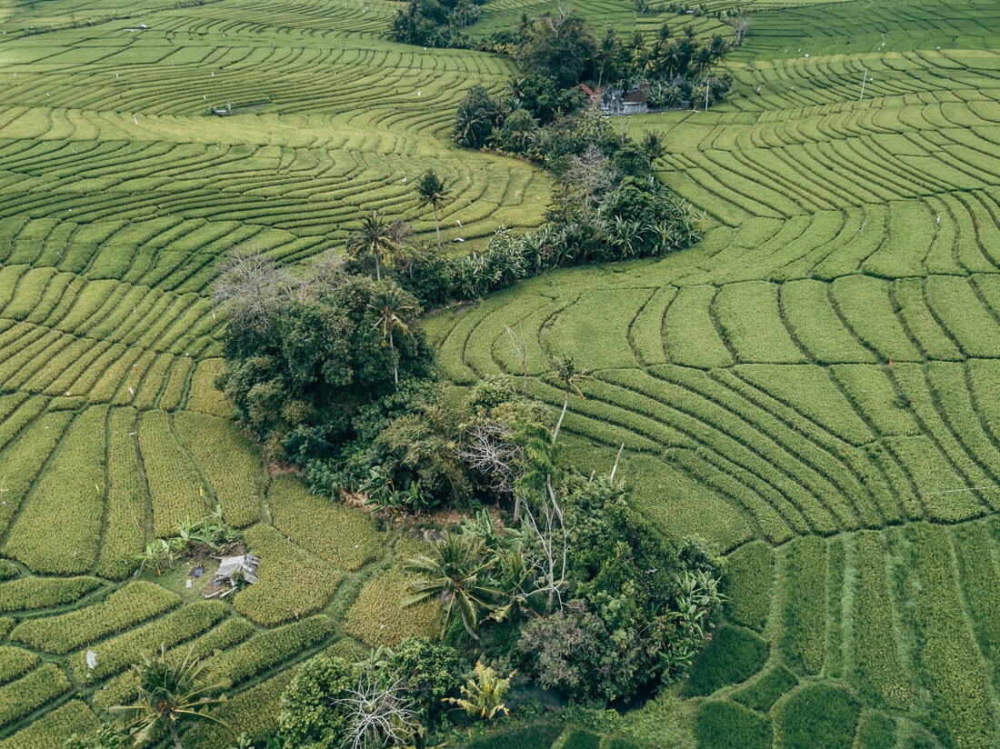 003 bali luftaufnahmen reisterrassen jatiluwih 1 - Bali - Luftaufnahmen Reisterrassen