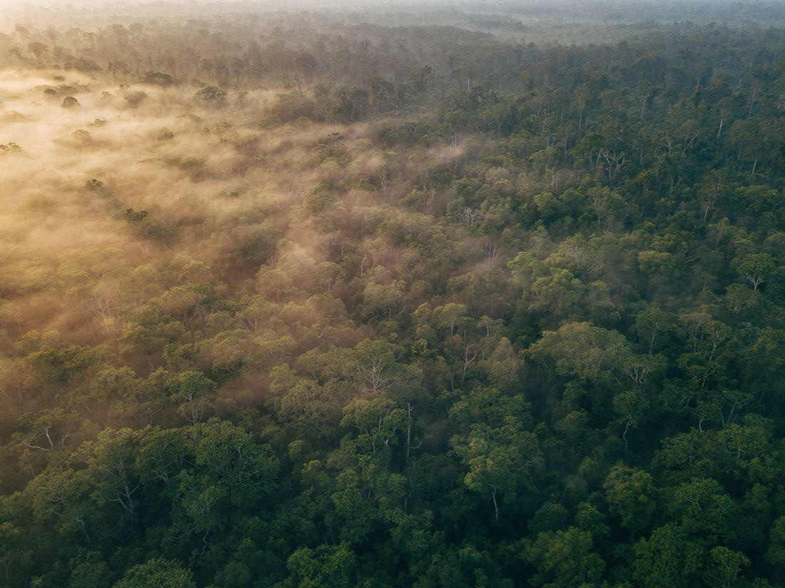 004 Borneo Orangutan Pangkalan Bun - Borneo – Orangutans in Tanjung Puting National Park
