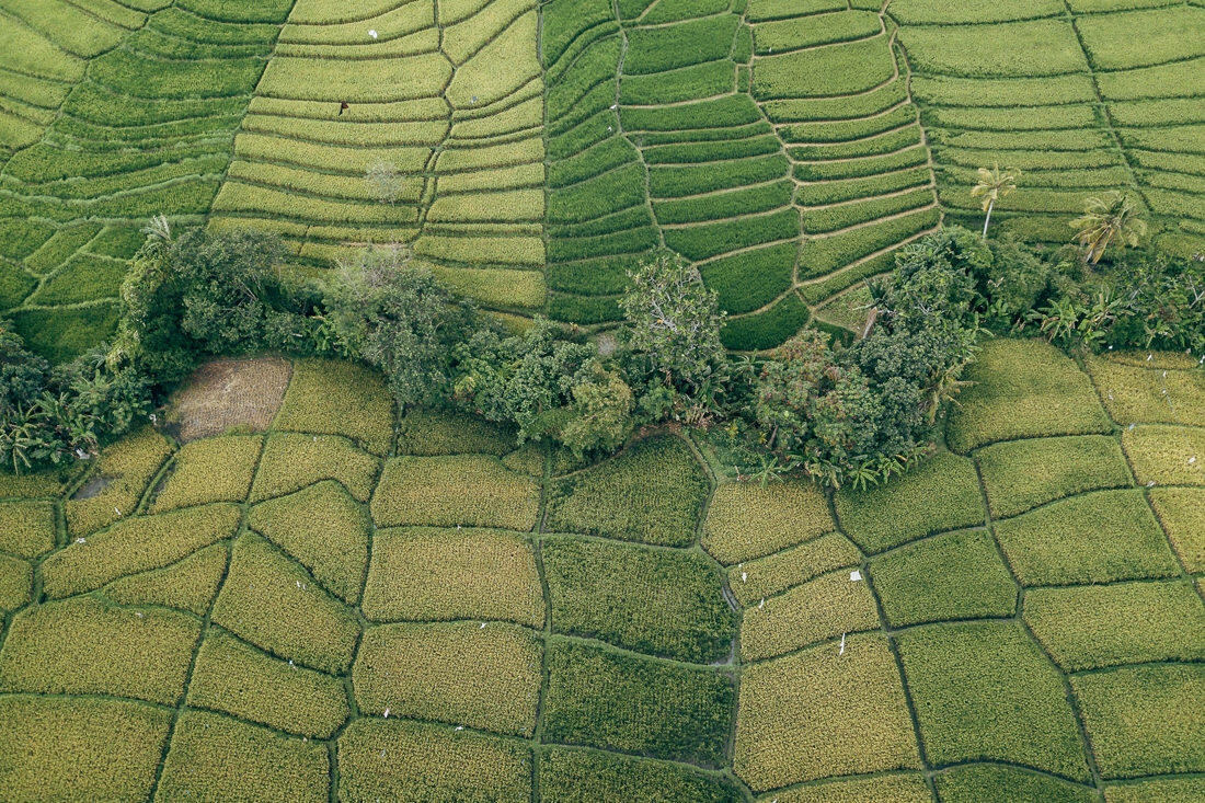 004 bali luftaufnahmen reisterrassen jatiluwih 1 - Bali - Luftaufnahmen Reisterrassen
