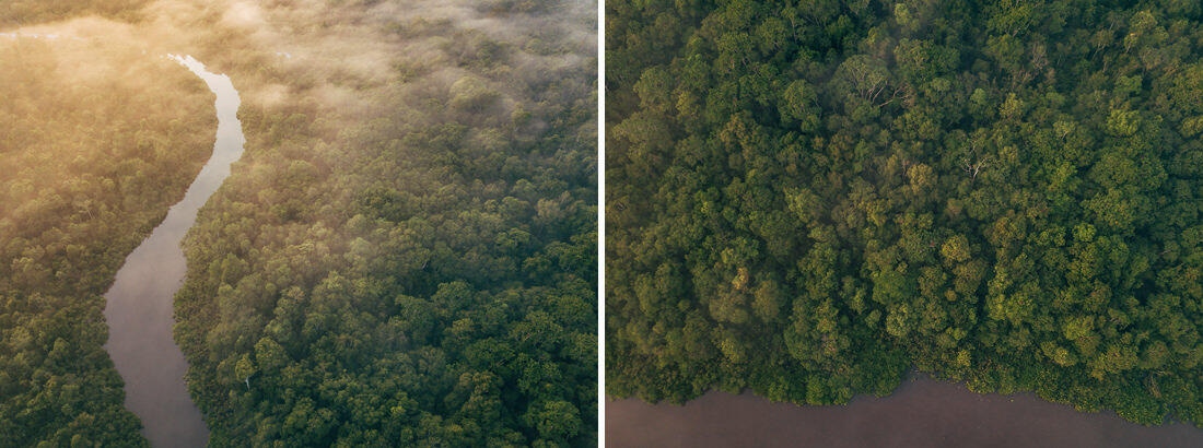005 Borneo Orangutan Pangkalan Bun - Borneo – Orangutans in Tanjung Puting National Park