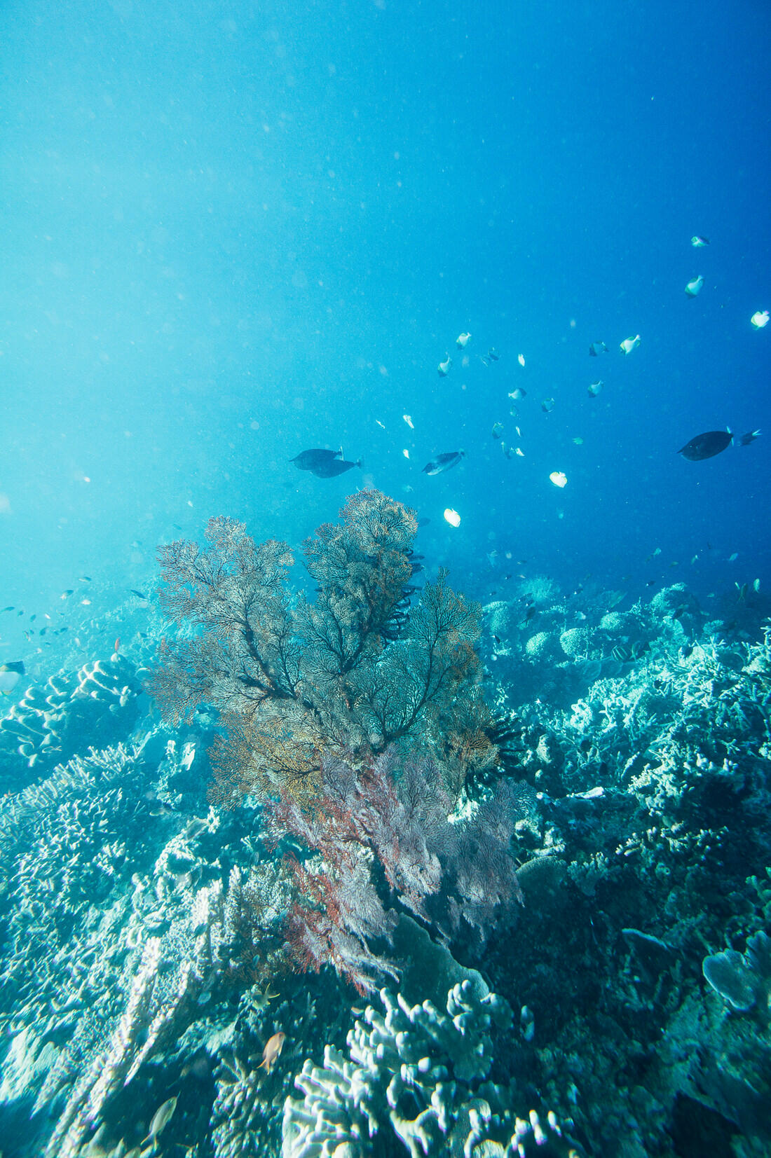 006 borneo derawan island sangalaki diving - Borneo – Buceo con mantarrayas en Derawan/Sangalaki 006 borneo derawan island sangalaki diving - Borneo – Buceo con mantarrayas en Derawan/Sangalaki