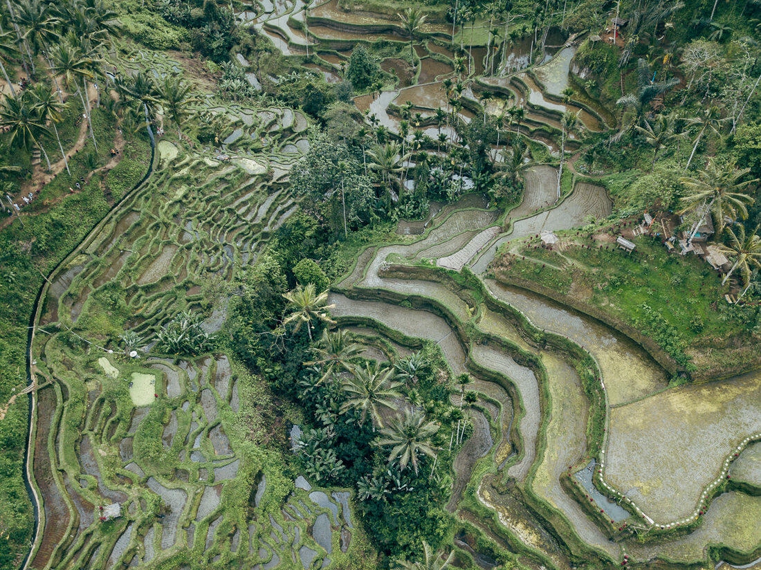010 bali luftaufnahmen reisterrassen jatiluwih 1 - Bali - Luftaufnahmen Reisterrassen