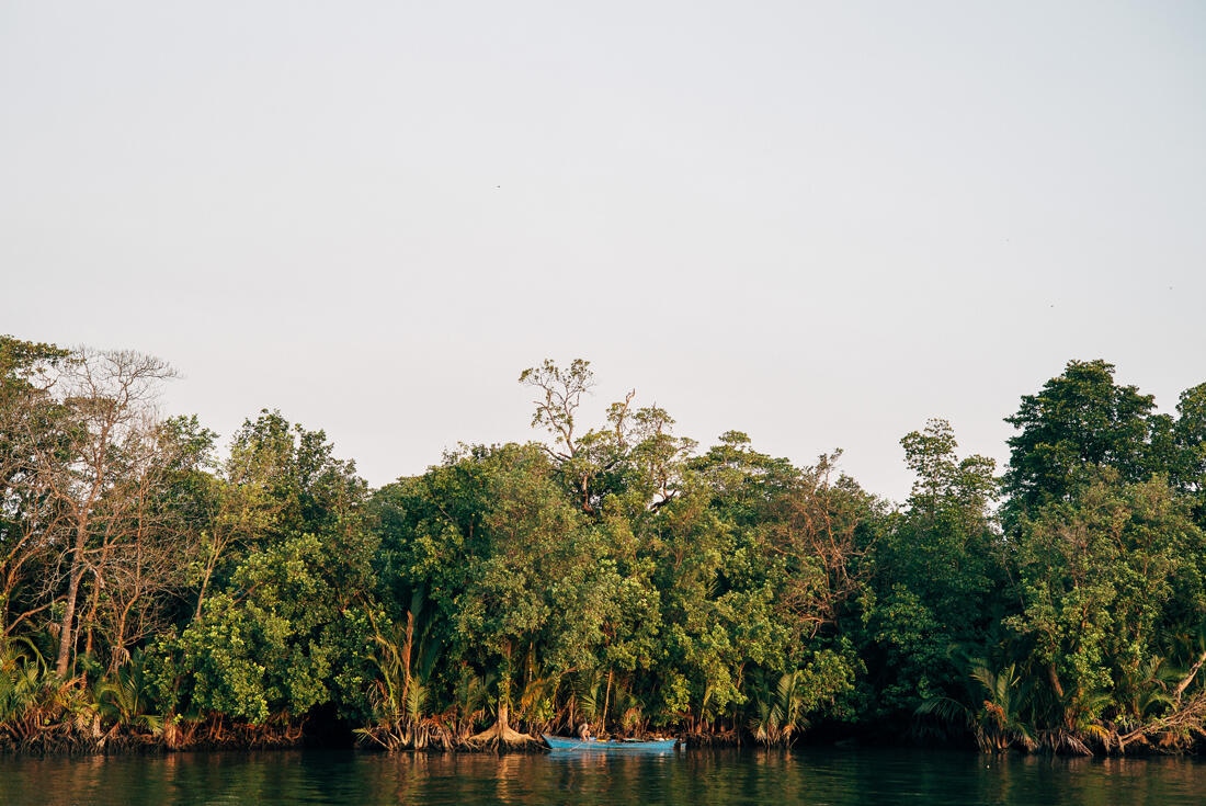 011 Borneo Orangutan Pangkalan Bun - Borneo – Orangutans in Tanjung Puting National Park