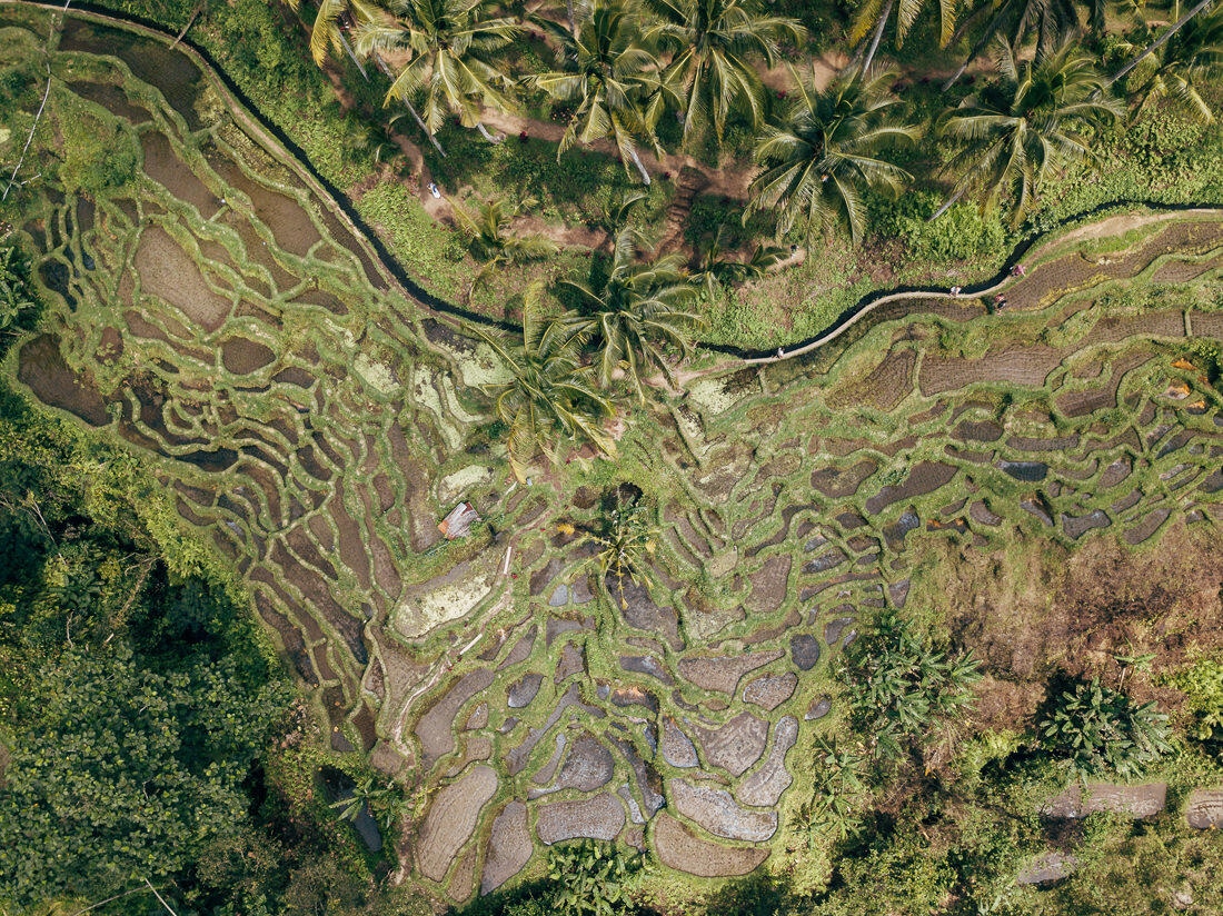 011 bali luftaufnahmen reisterrassen jatiluwih - Bali - Luftaufnahmen Reisterrassen