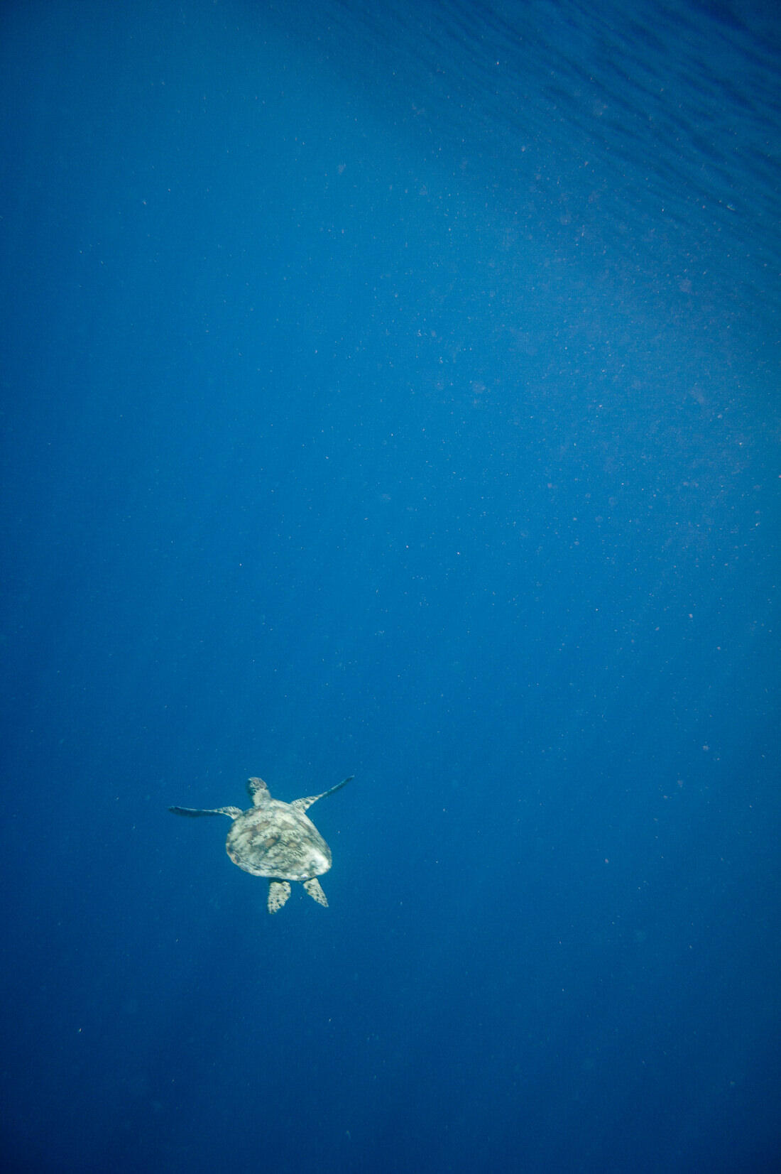 011 borneo derawan island sangalaki diving - Borneo – Buceo con mantarrayas en Derawan/Sangalaki 011 borneo derawan island sangalaki diving - Borneo – Buceo con mantarrayas en Derawan/Sangalaki