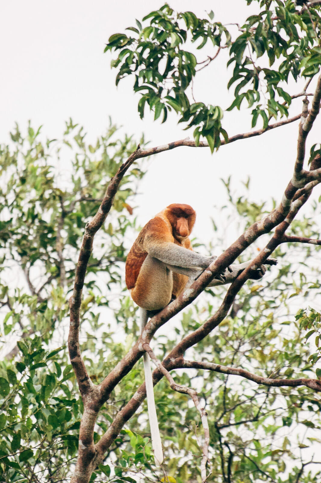 013 Borneo Orangutan Pangkalan Bun - Borneo – Orangutans in Tanjung Puting National Park