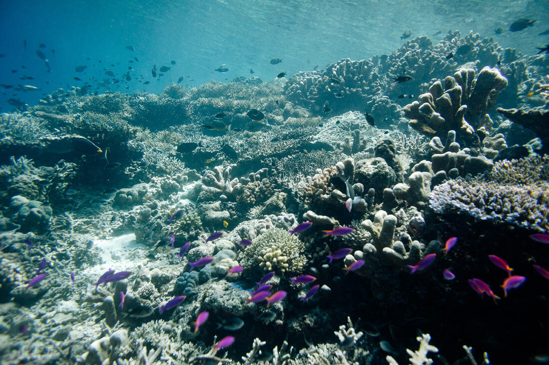 013 borneo derawan island sangalaki diving - Borneo – Buceo con mantarrayas en Derawan/Sangalaki 013 borneo derawan island sangalaki diving - Borneo – Buceo con mantarrayas en Derawan/Sangalaki