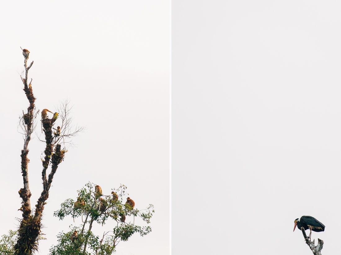 014 Borneo Orangutan Pangkalan Bun - Borneo – Orangutans in Tanjung Puting National Park