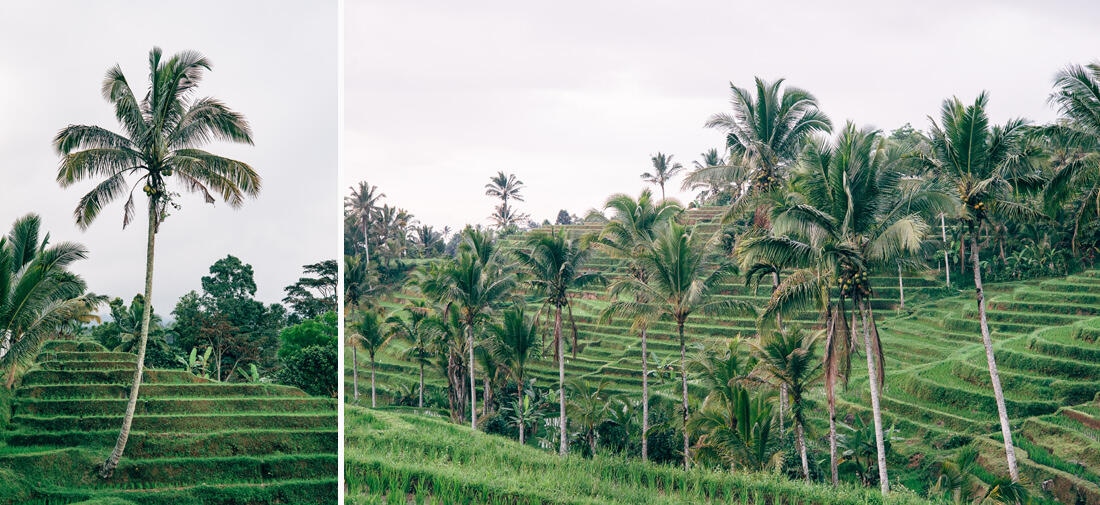 014 bali tempel ubud wasserfall - Bali – Canggu, Ubud, and Uluwatu
