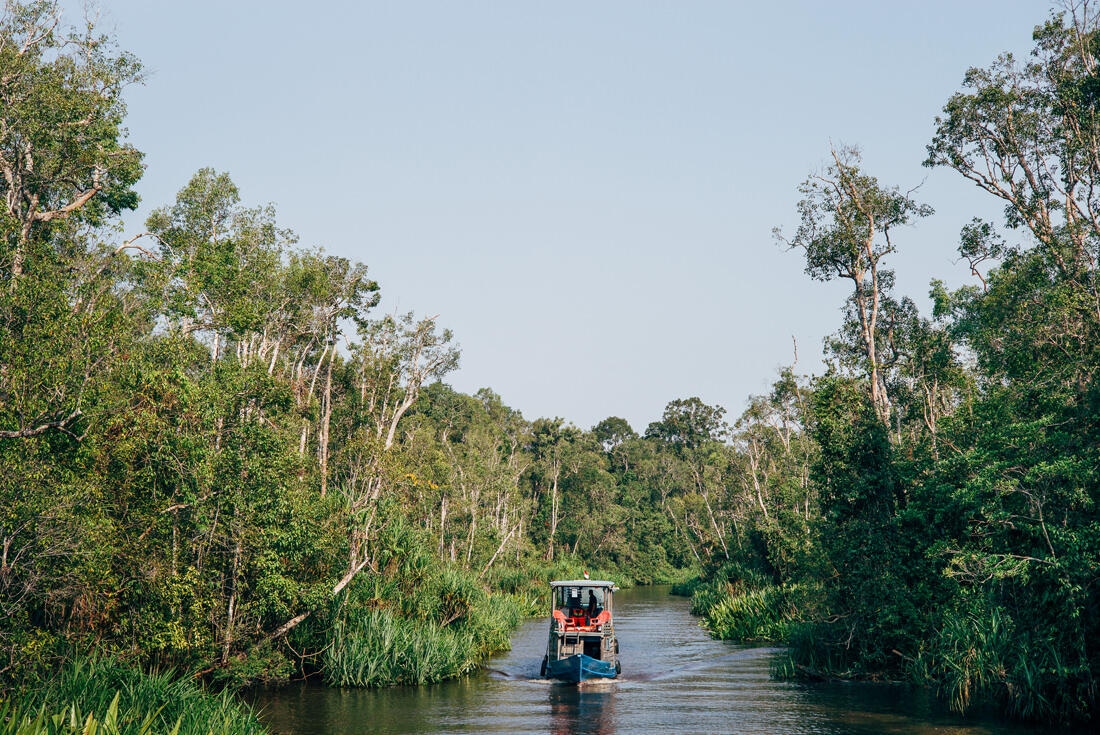 015 Borneo Orangutan Pangkalan Bun - Borneo – Orangutans in Tanjung Puting National Park
