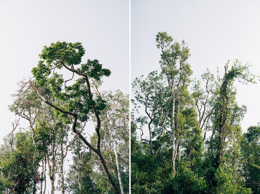 016 Borneo Orangutan Pangkalan Bun - Borneo – Orangutans in Tanjung Puting National Park