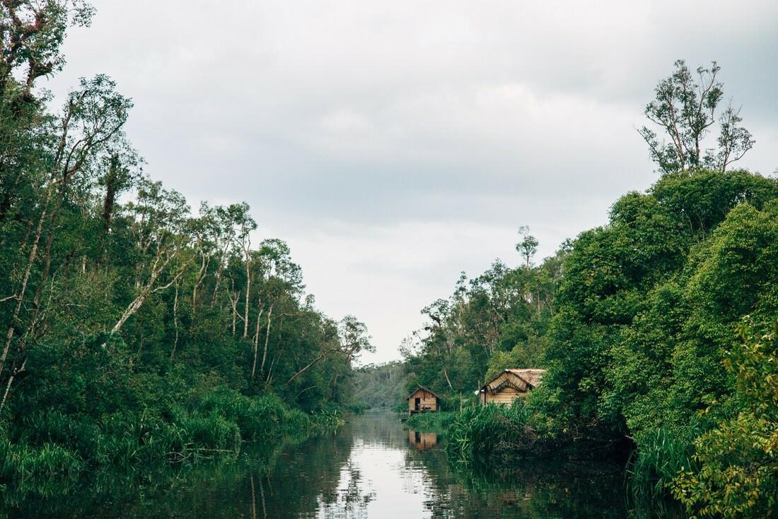 017 Borneo Orangutan Pangkalan Bun - Borneo – Orangutans in Tanjung Puting National Park