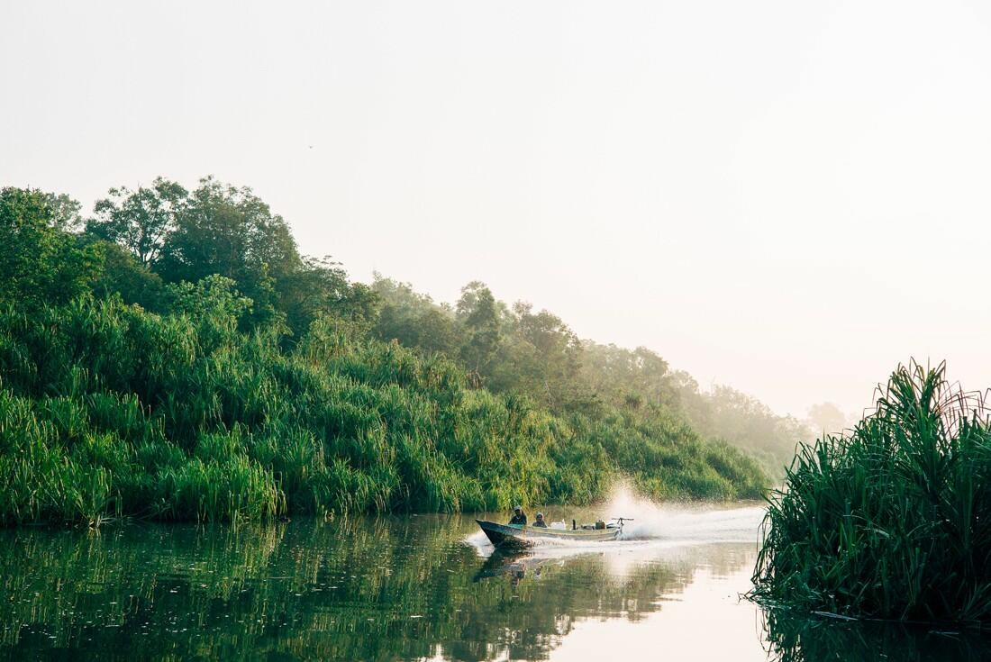 018 Borneo Orangutan Pangkalan Bun - Borneo – Orangutans in Tanjung Puting National Park
