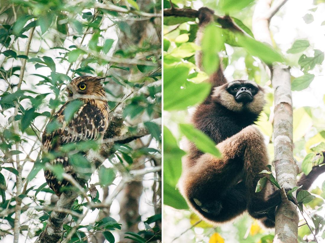 019 Borneo Orangutan Pangkalan Bun - Borneo – Orangutans in Tanjung Puting National Park