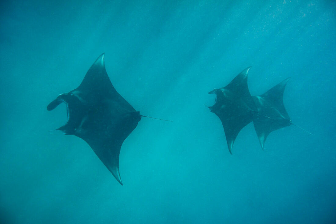019 borneo derawan island sangalaki diving - Borneo – Buceo con mantarrayas en Derawan/Sangalaki 019 borneo derawan island sangalaki diving - Borneo – Buceo con mantarrayas en Derawan/Sangalaki