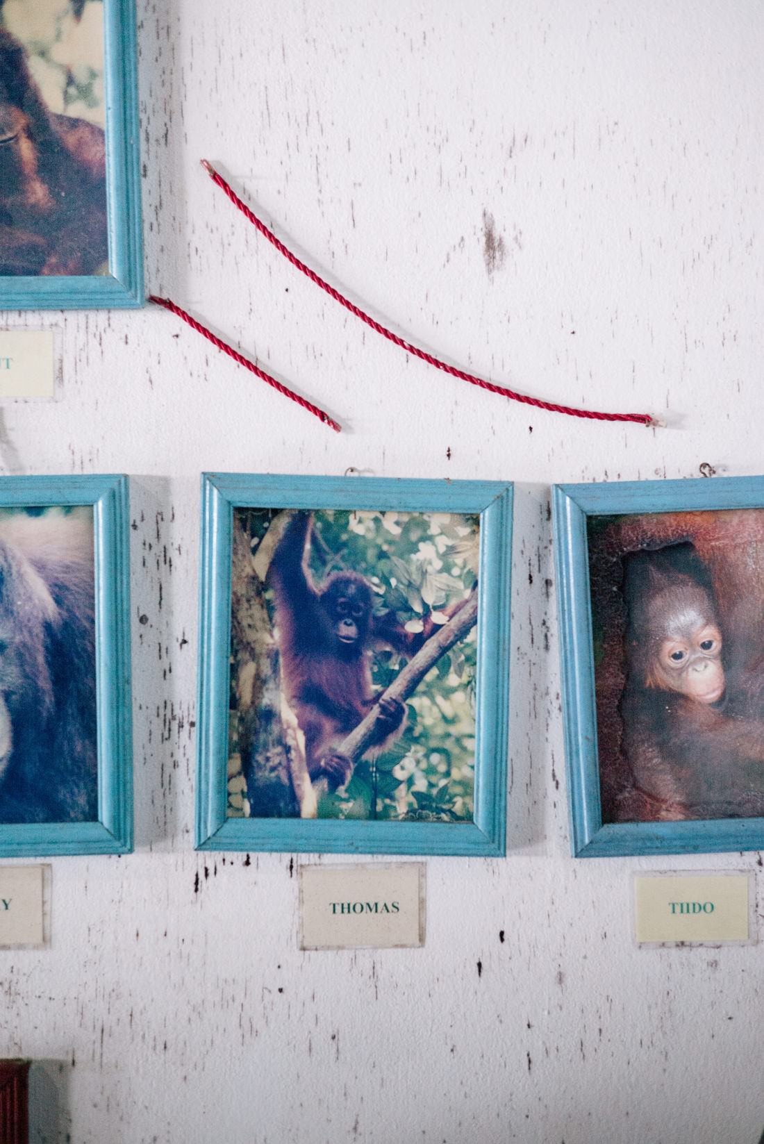 020 Borneo Orangutan Pangkalan Bun - Borneo – Orangutans in Tanjung Puting National Park