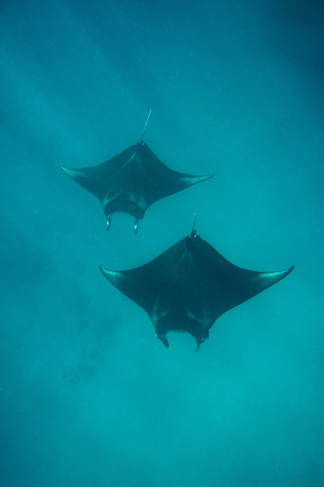 020 borneo derawan island sangalaki diving - Borneo – Buceo con mantarrayas en Derawan/Sangalaki 020 borneo derawan island sangalaki diving - Borneo – Buceo con mantarrayas en Derawan/Sangalaki