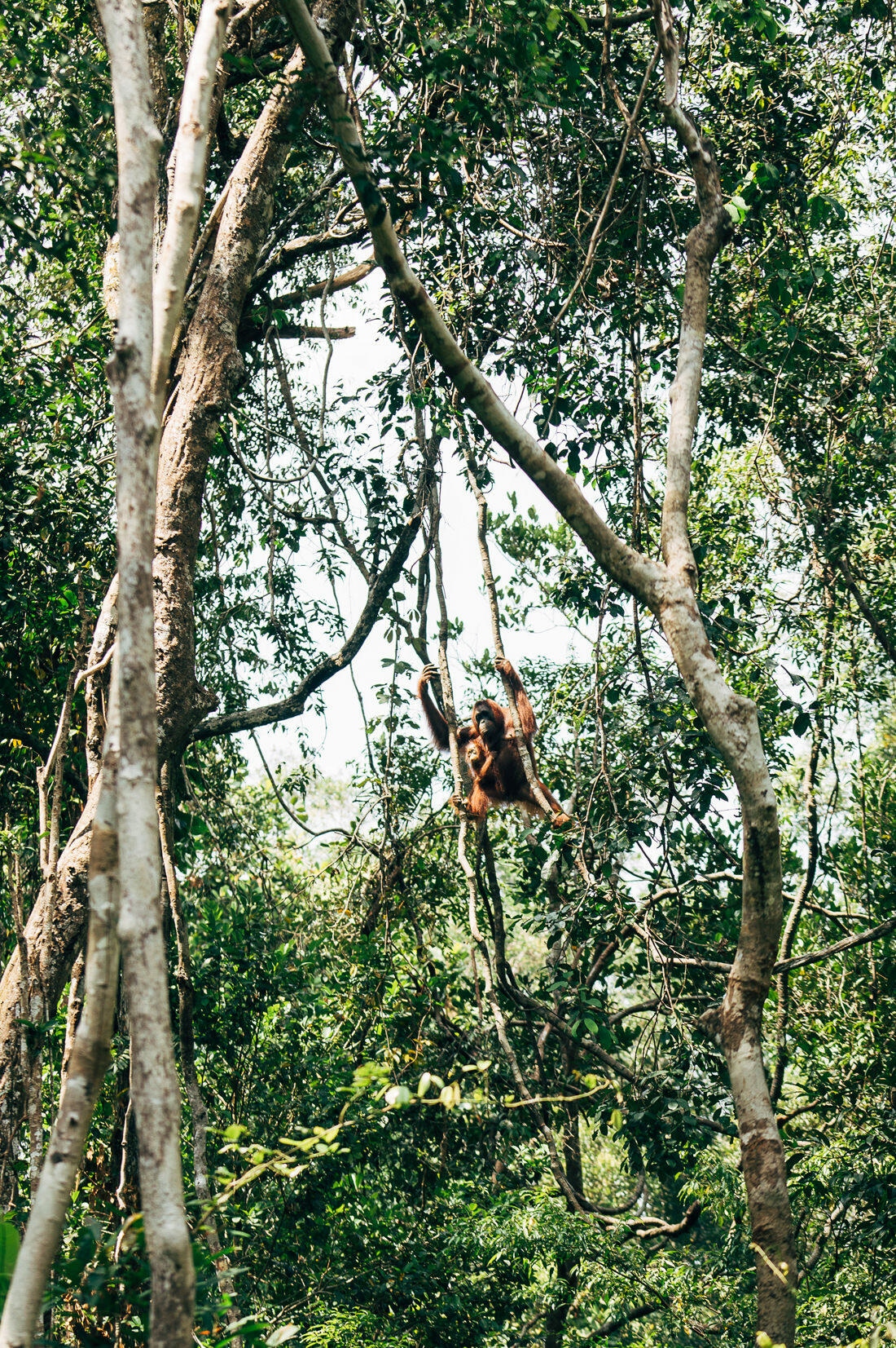 021 Borneo Orangutan Pangkalan Bun - Borneo – Orangutans in Tanjung Puting National Park
