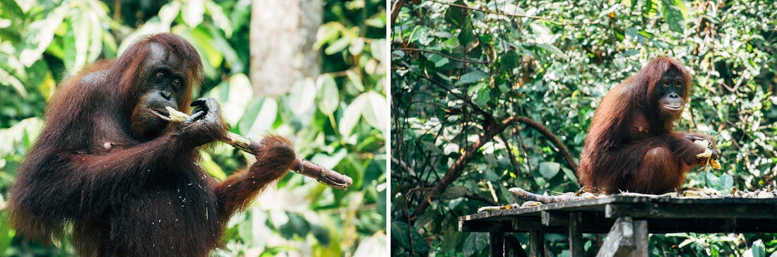 023 Borneo Orangutan Pangkalan Bun - Borneo – Orangutans in Tanjung Puting National Park