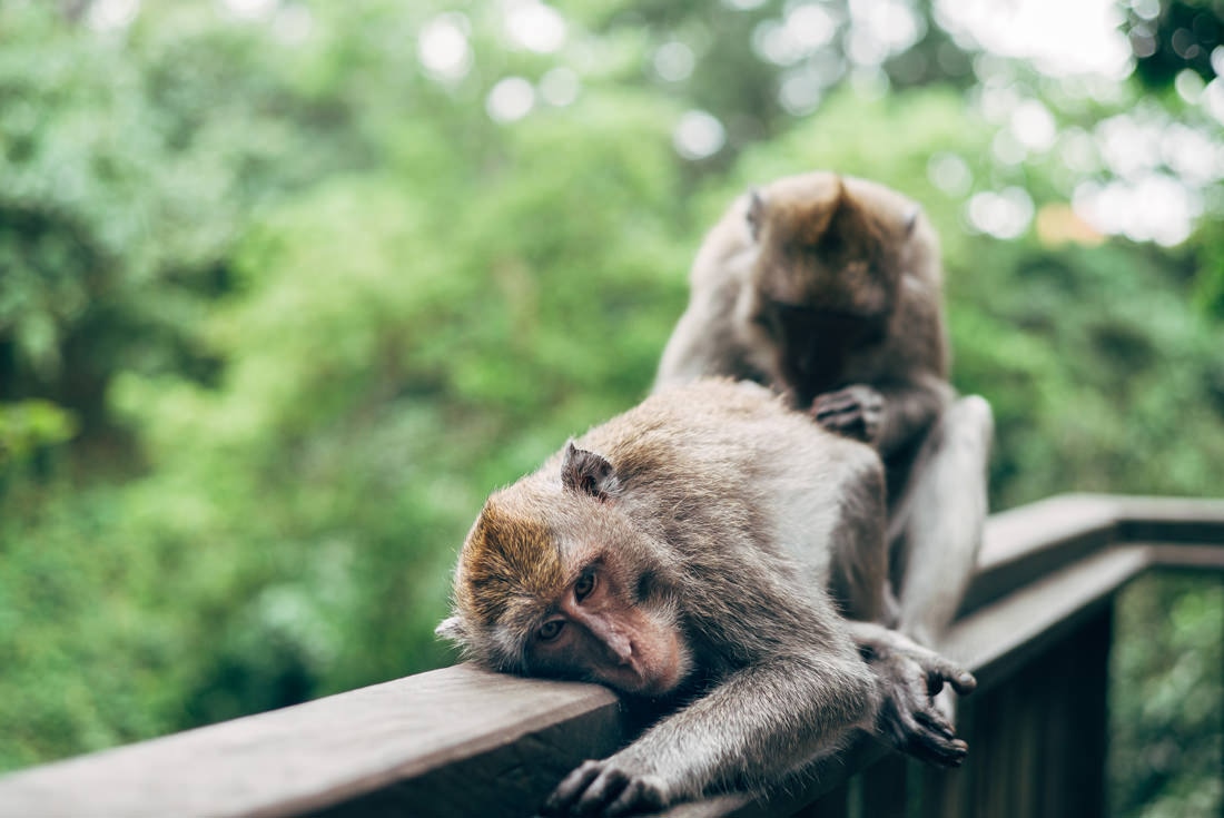 023 bali tempel ubud wasserfall 1 - Bali – Canggu, Ubud, and Uluwatu