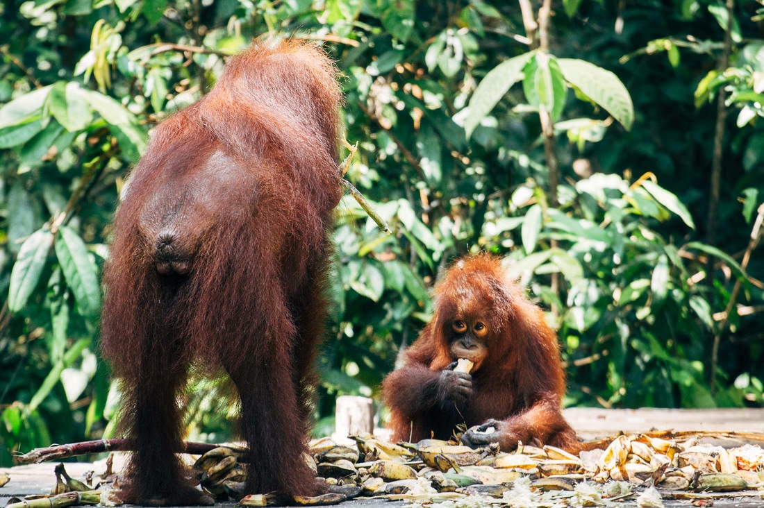 024 Borneo Orangutan Pangkalan Bun - Borneo – Orangutans in Tanjung Puting National Park
