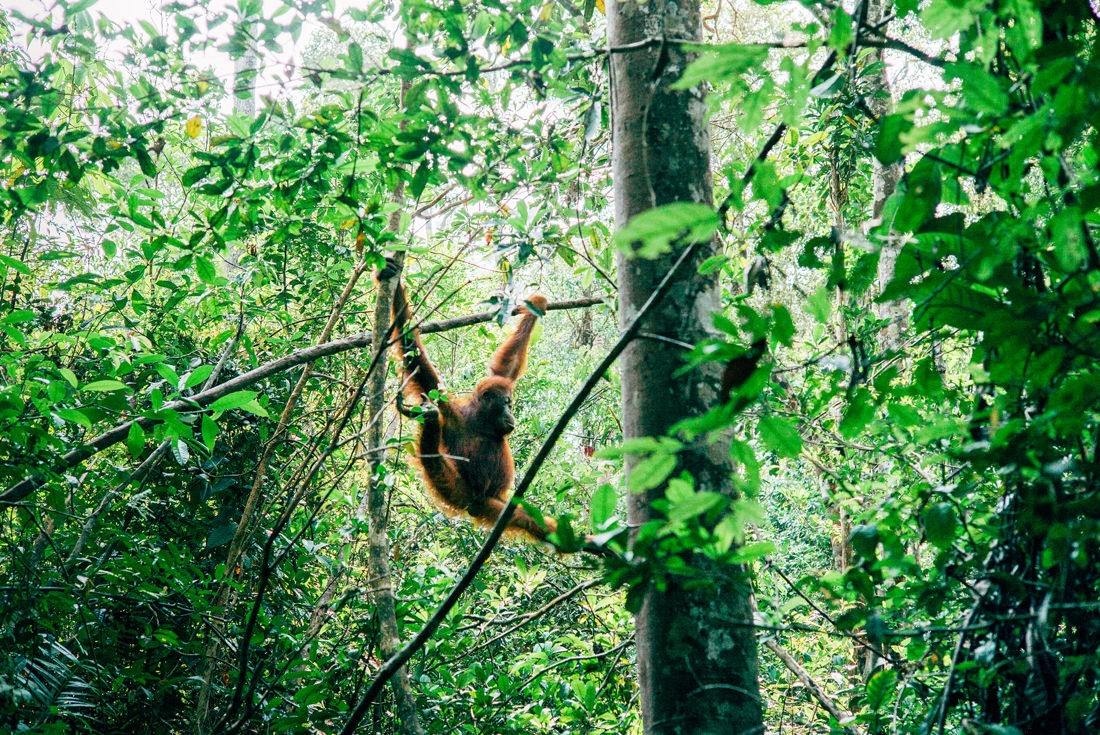 Borneo Orangutan Pangkalan Bun