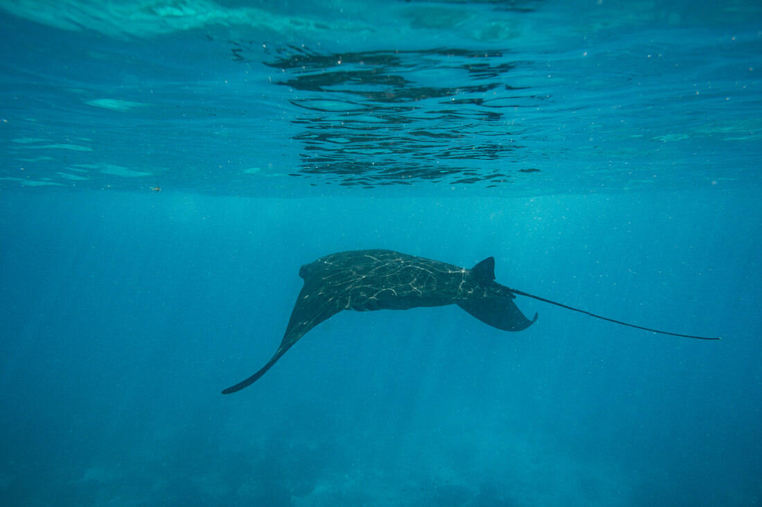 026 borneo derawan island sangalaki diving - Borneo – Buceo con mantarrayas en Derawan/Sangalaki 026 borneo derawan island sangalaki diving - Borneo – Buceo con mantarrayas en Derawan/Sangalaki