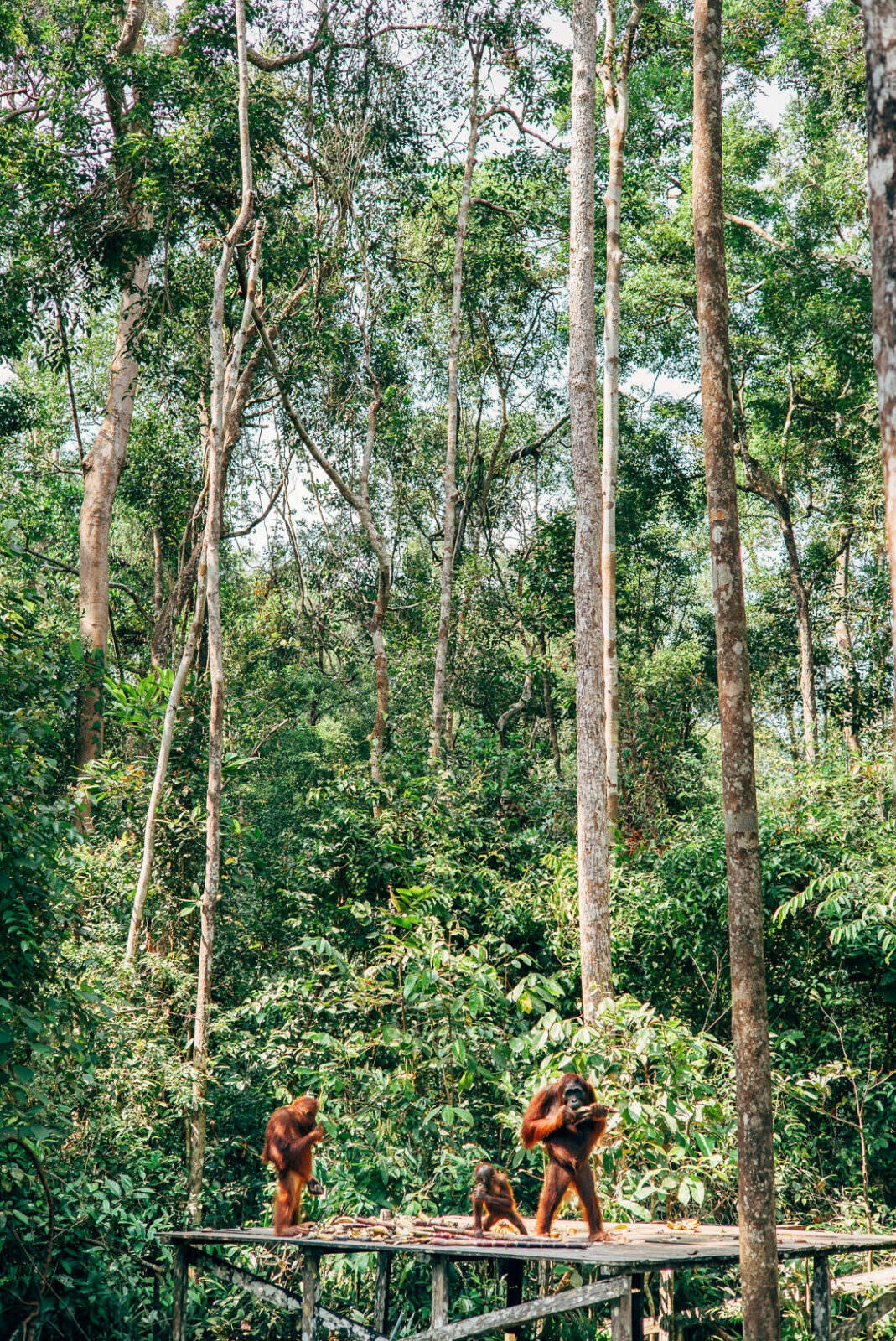 027 Borneo Orangutan Pangkalan Bun - Borneo – Orangutans in Tanjung Puting National Park