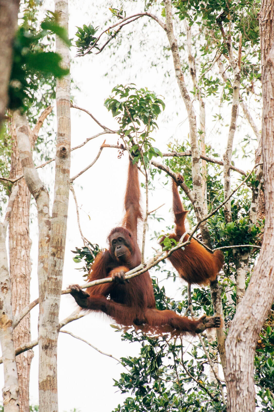 028 Borneo Orangutan Pangkalan Bun - Borneo – Orangutans in Tanjung Puting National Park
