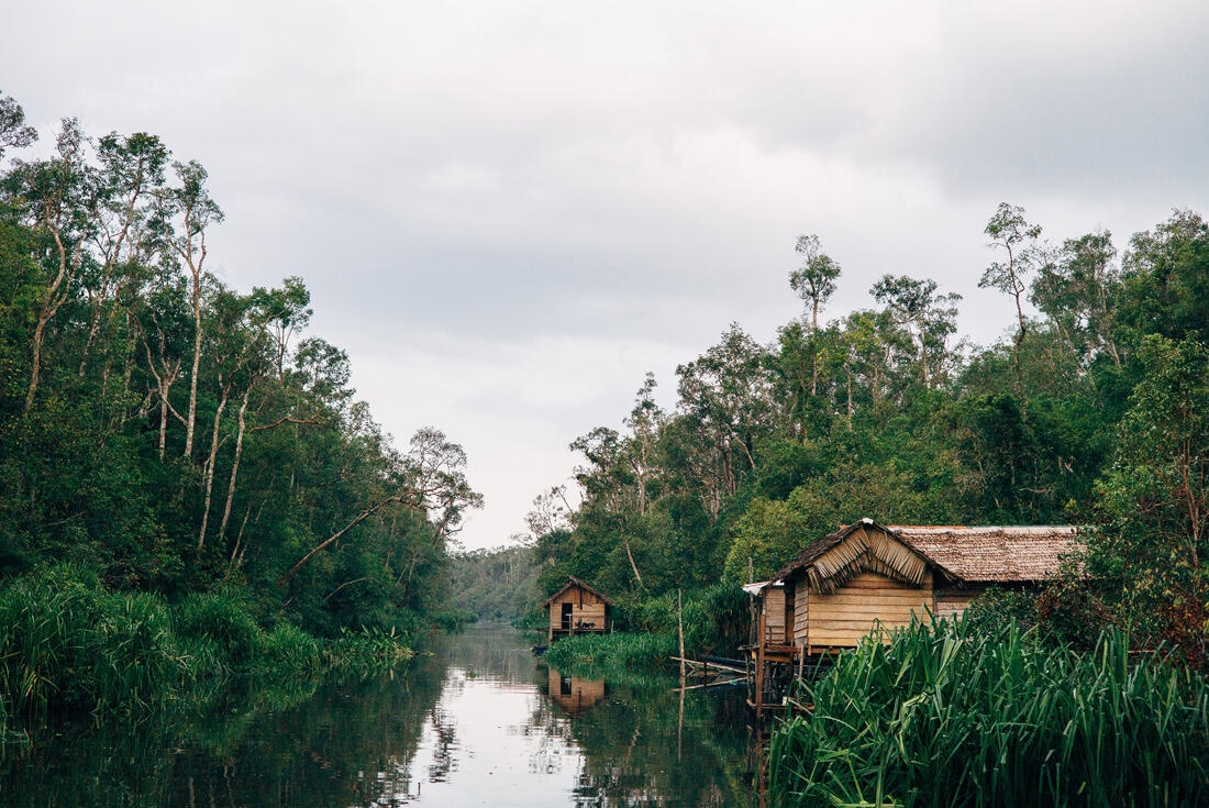 029 Borneo Orangutan Pangkalan Bun - Borneo – Orangutans in Tanjung Puting National Park