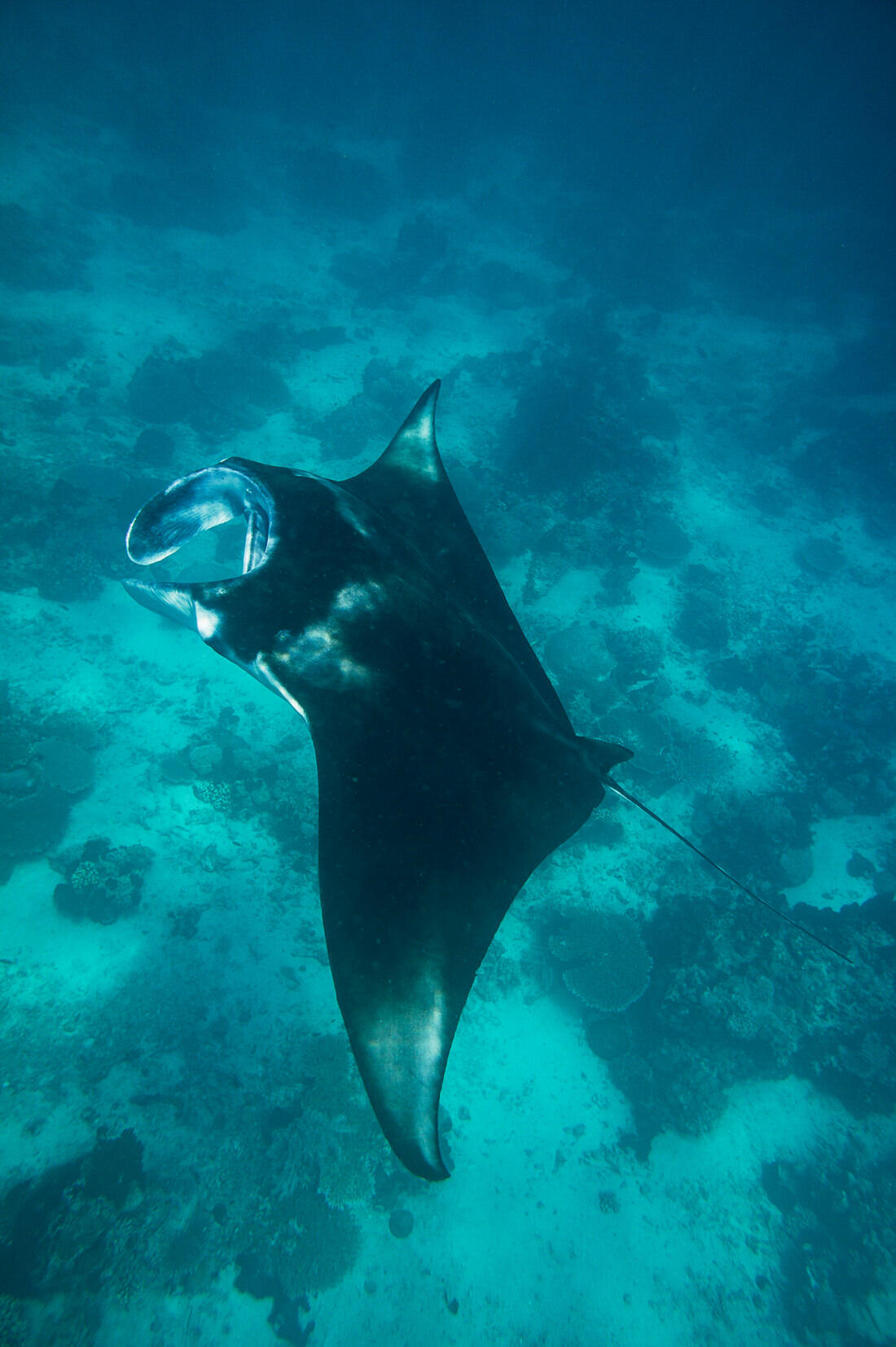029 borneo derawan island sangalaki diving - Borneo – Buceo con mantarrayas en Derawan/Sangalaki 029 borneo derawan island sangalaki diving - Borneo – Buceo con mantarrayas en Derawan/Sangalaki