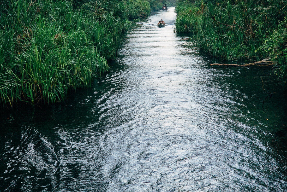 030 Borneo Orangutan Pangkalan Bun - Borneo – Orangutans in Tanjung Puting National Park