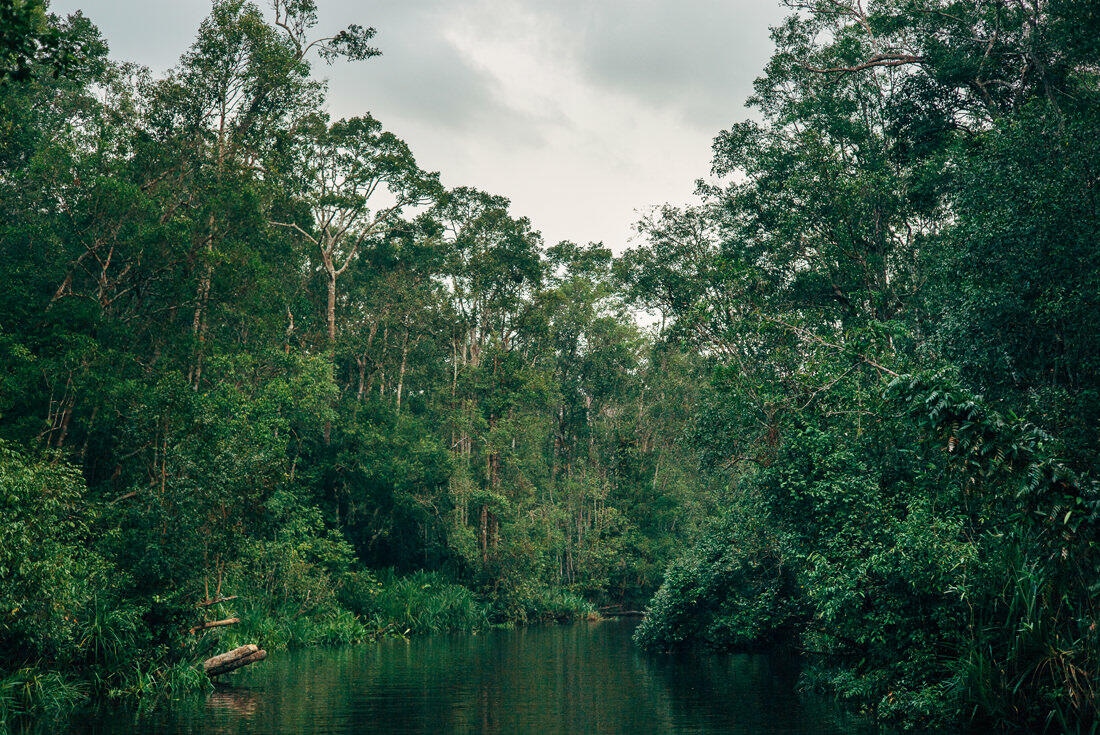 031 Borneo Orangutan Pangkalan Bun - Borneo – Orangutans in Tanjung Puting National Park