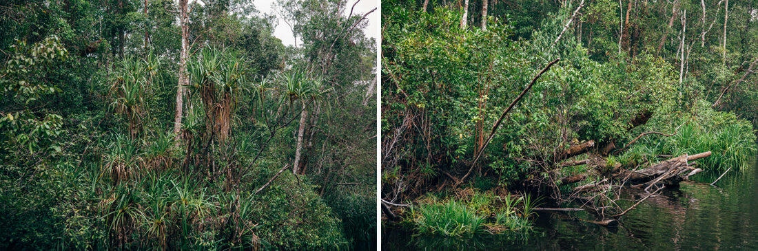 032 Borneo Orangutan Pangkalan Bun - Borneo – Orangutans in Tanjung Puting National Park