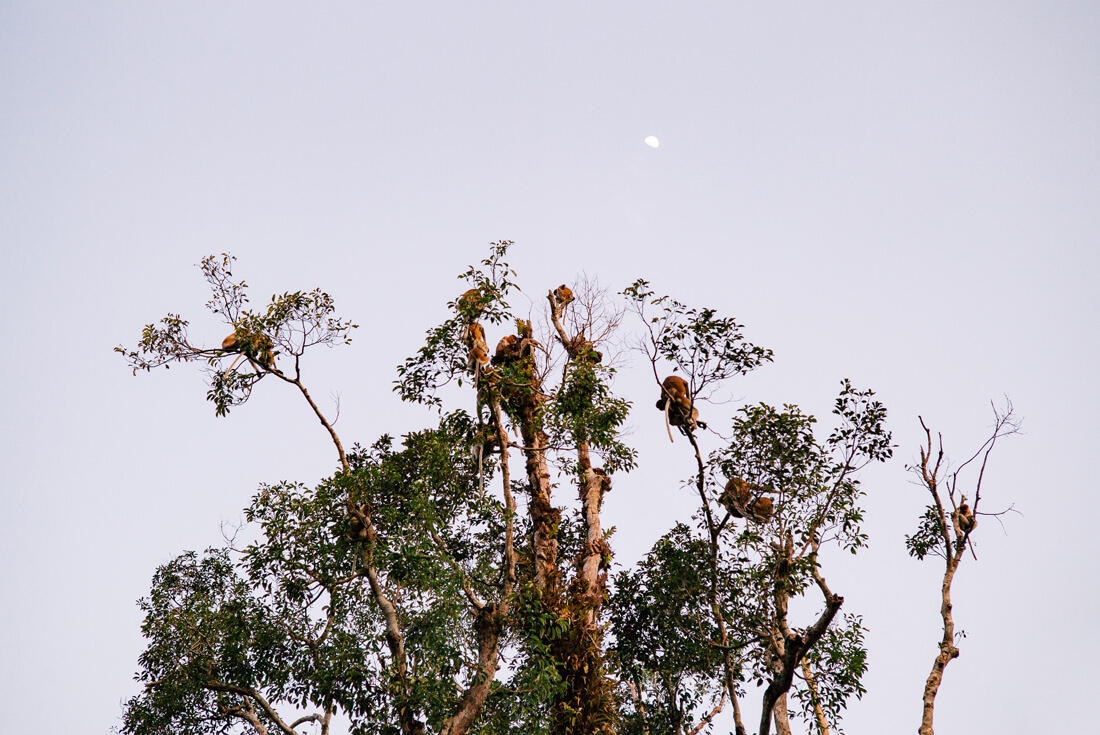 033 Borneo Orangutan Pangkalan Bun - Borneo – Orangutans in Tanjung Puting National Park